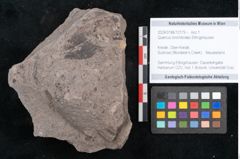 Foto (Objekt + Etikett) von Quercus lonchitoides Ettingshausen (NHMW-GEO-2024-0188-10179)